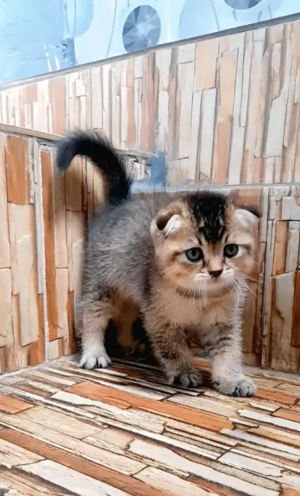 Kitten scottish triple fold