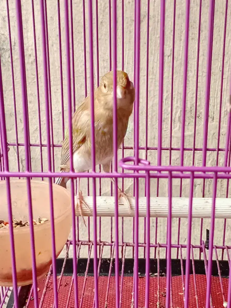 Kenari loper anakan isabel