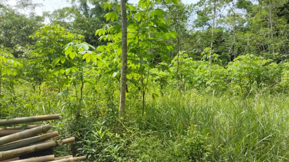 Dijual tanah murah SHM di Girikerto turi sleman hanya 60 ribu permeter