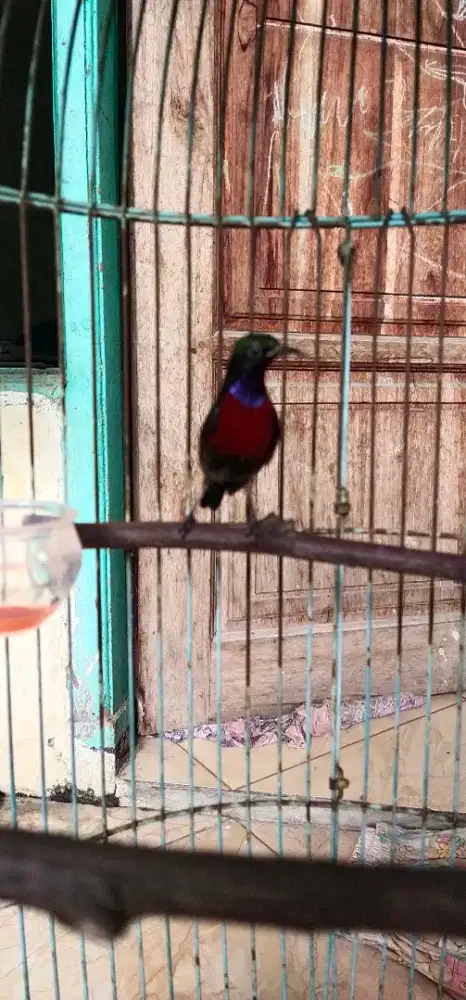 Konin damer bunyi greceh