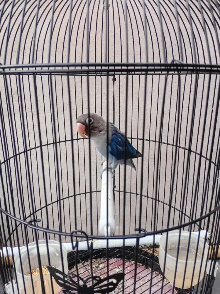 Lovebird paud aman milet