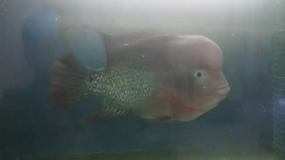 Louhan kamfa f1 maput