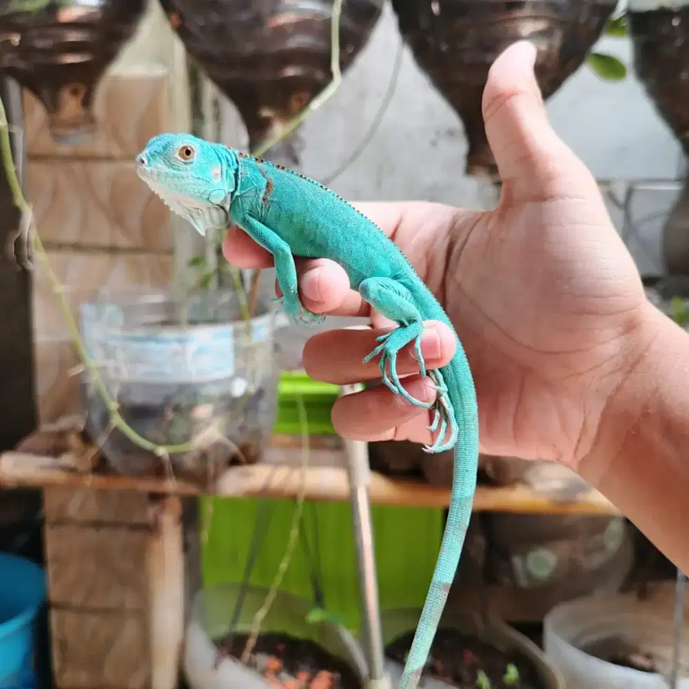 Iguana Blue & Iguana Albino