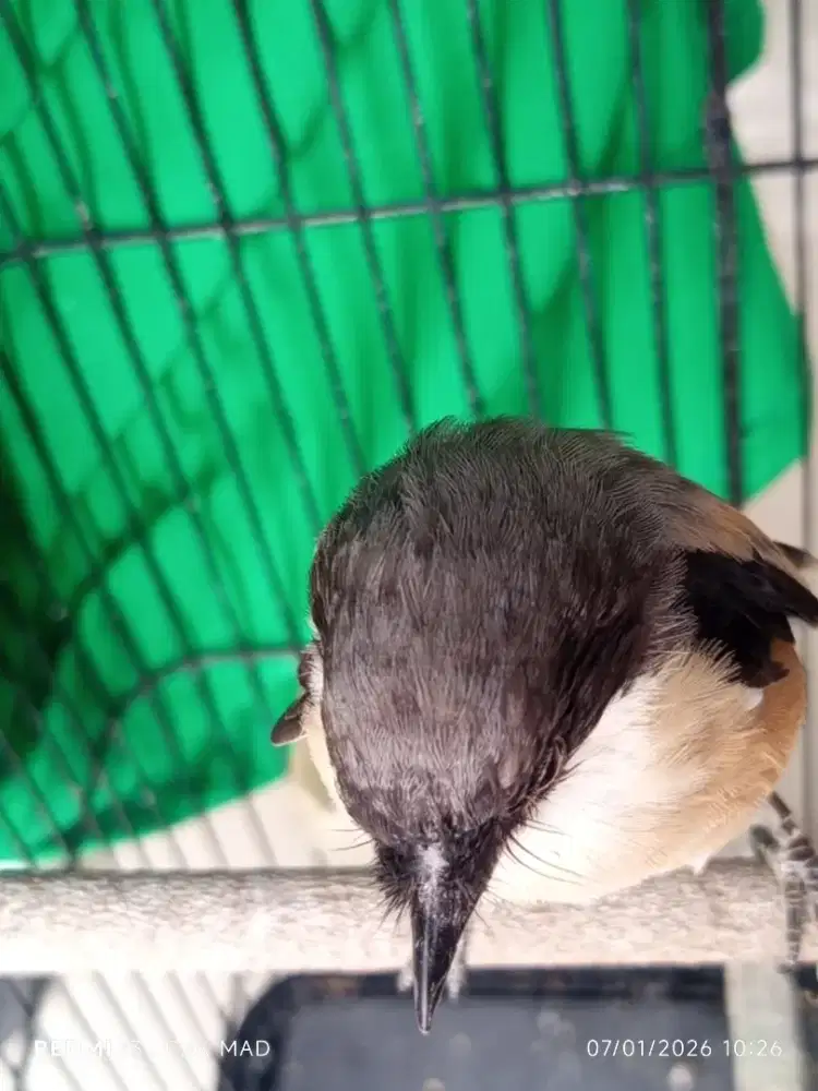 Burung cendet sembur