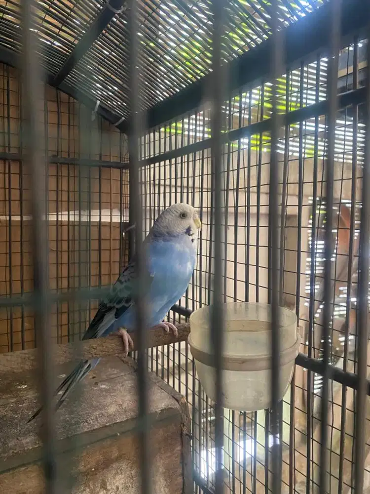 Parkit betina siapan