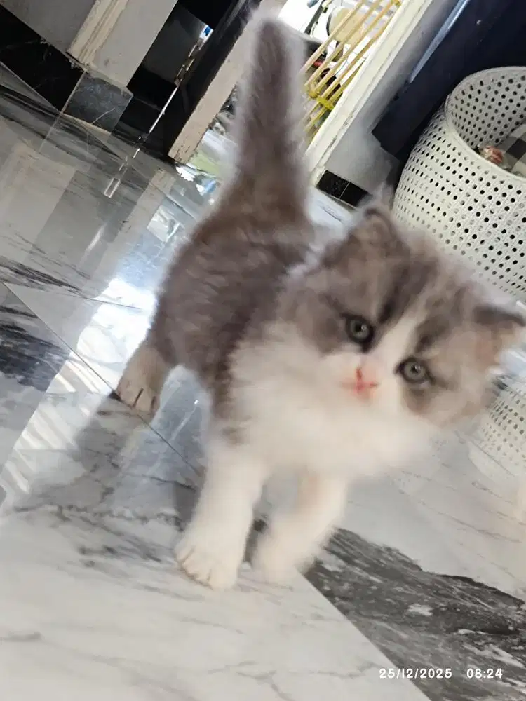 Persia flatnose murmer