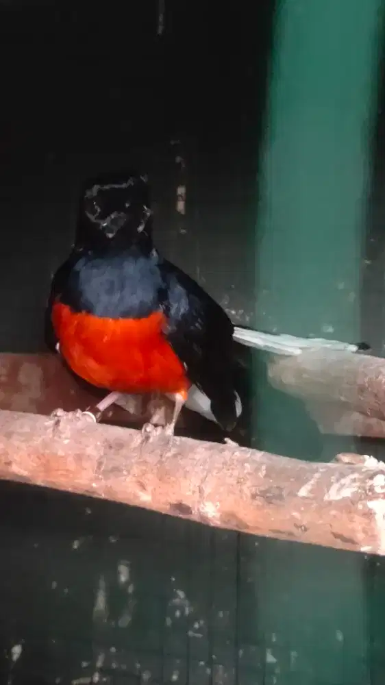 Murai batu panu ekor 20up