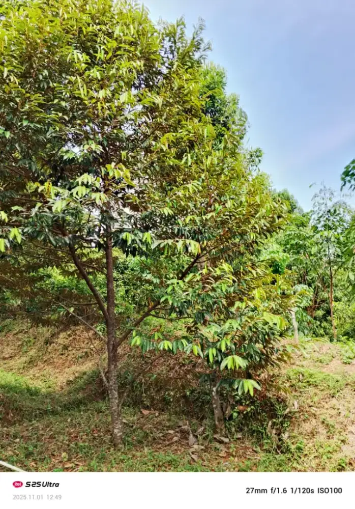 Di jual lahan produktif luas tanah 5 hektar harga 170 rb per mtr nya