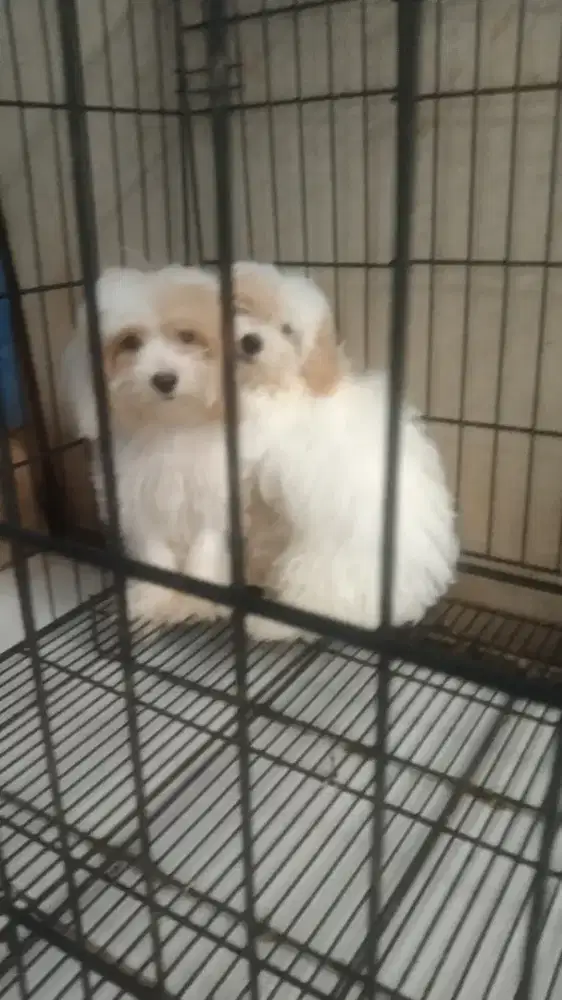 malthese mix poodle (malthipo) betina