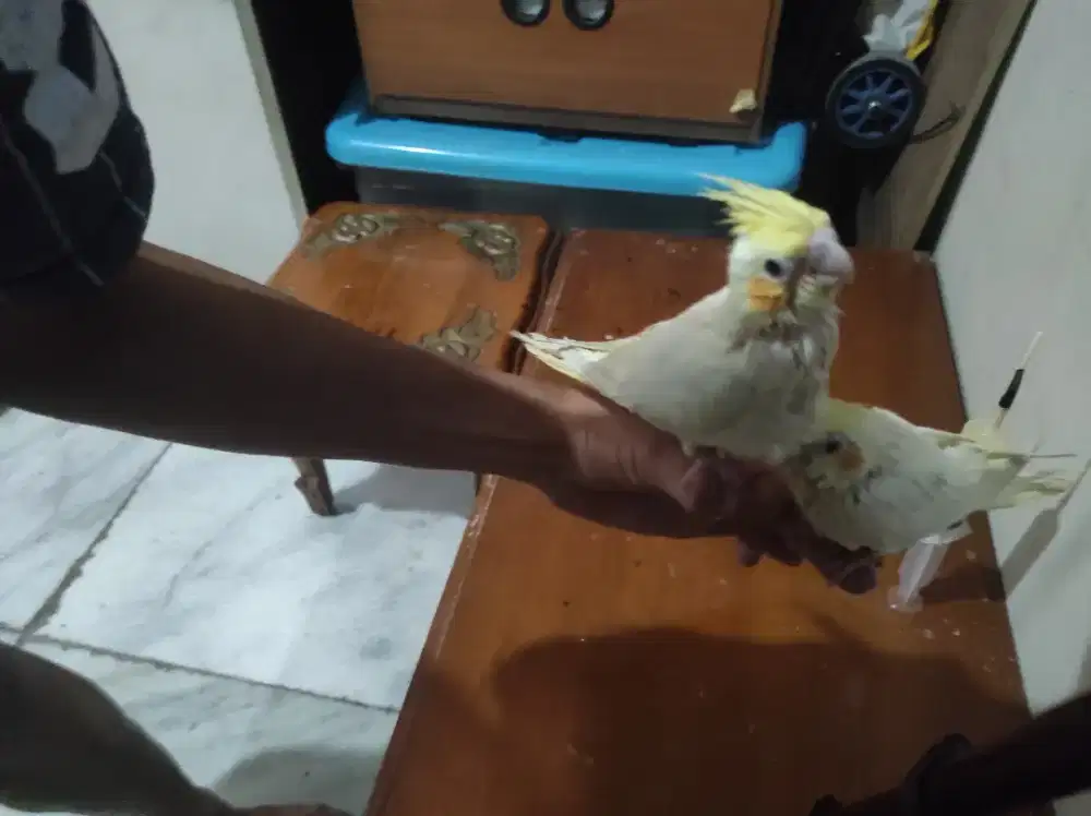 Lolohan Parkit Australia FALK LUTINO Jinak Sehat dan Manja Mainan Anak