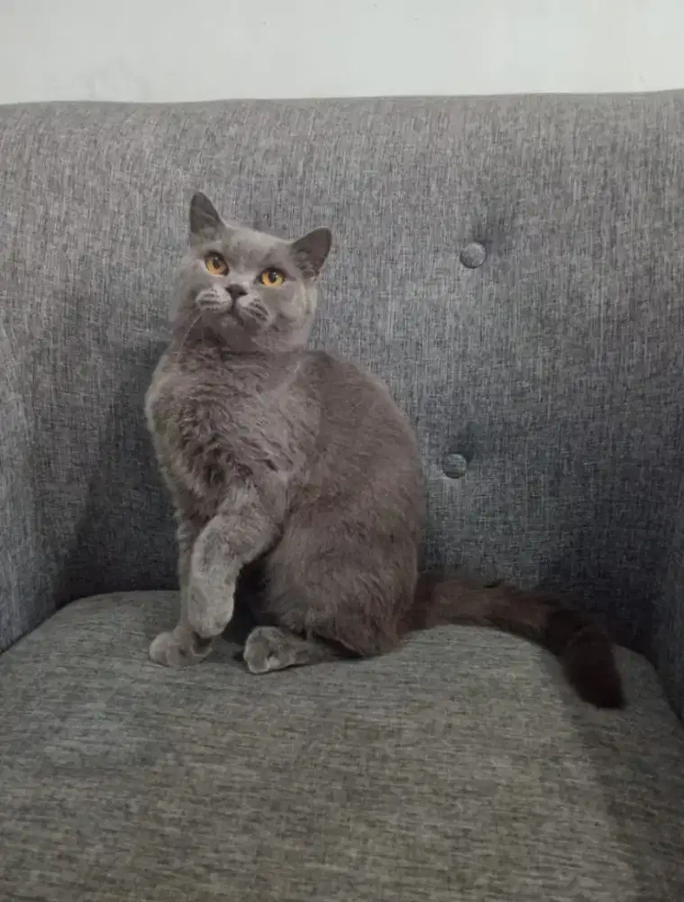 BRITISH SHORTHAIR/BSH BLUE