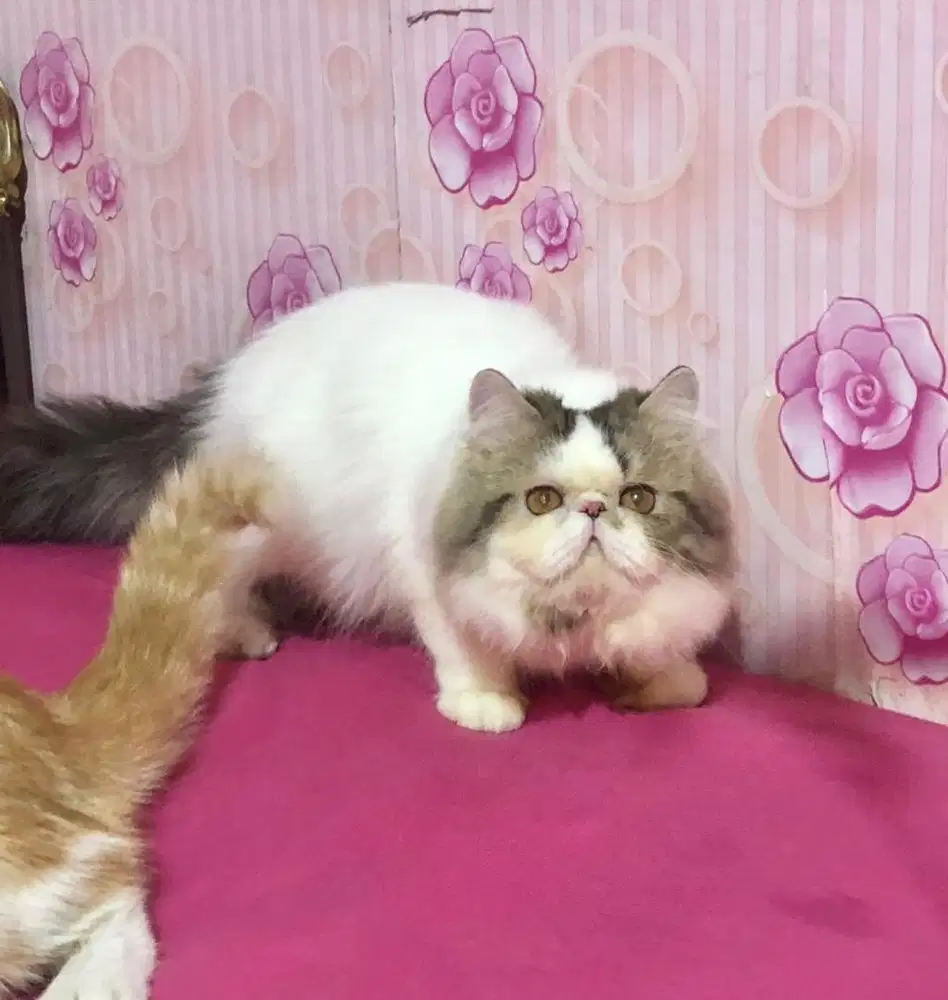 Kucing Peaknose Jantan LH Gemoyy