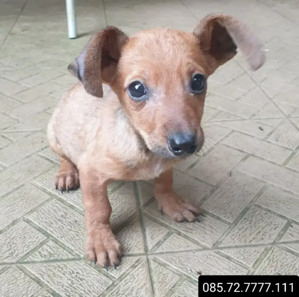 Anak anjing Tekel mix Pincher, jantan (minat serius wa no di foto)