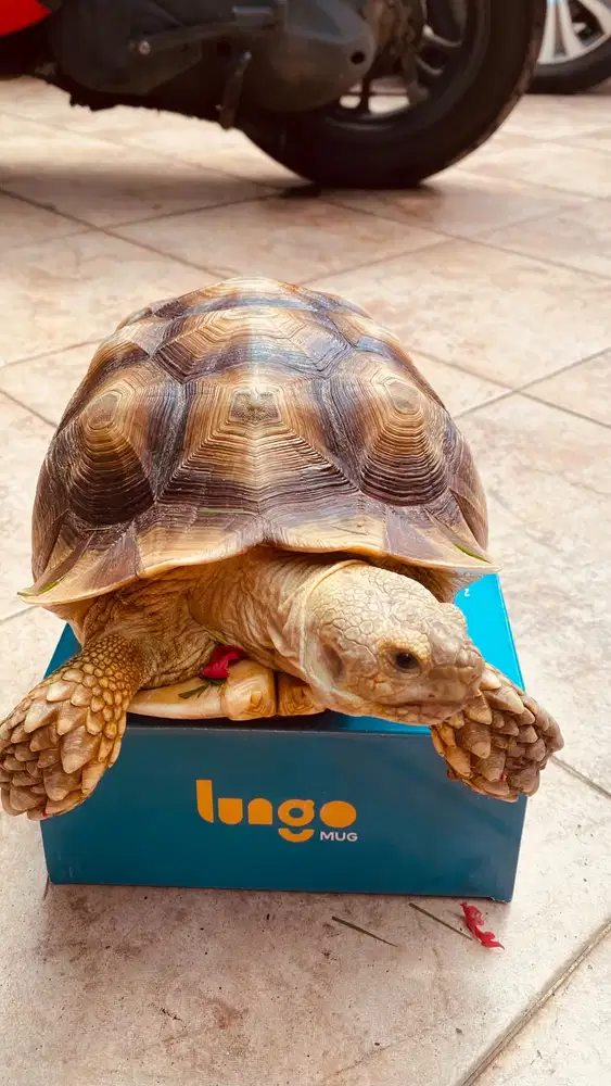 Kura-kura Sulcata tortois