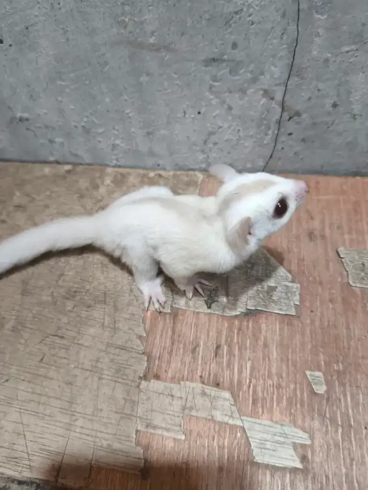 Sugar glider creamino