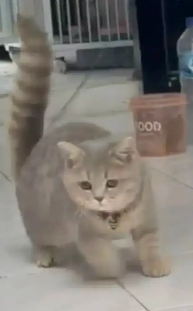 Kucing Scottish straight