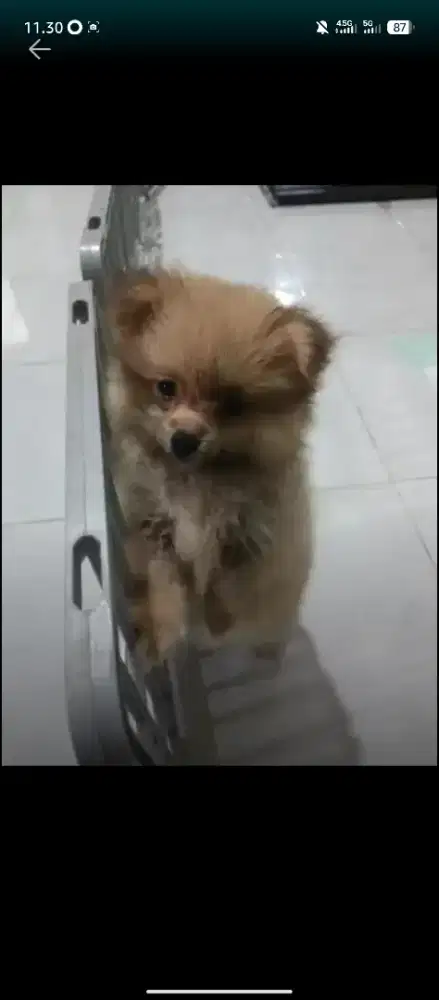 Kenel Boy (pengurus dogy)