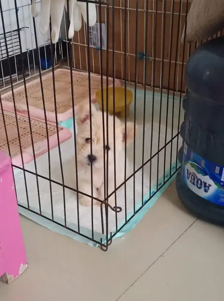 Anak Anjing / Puppy MALTIPO