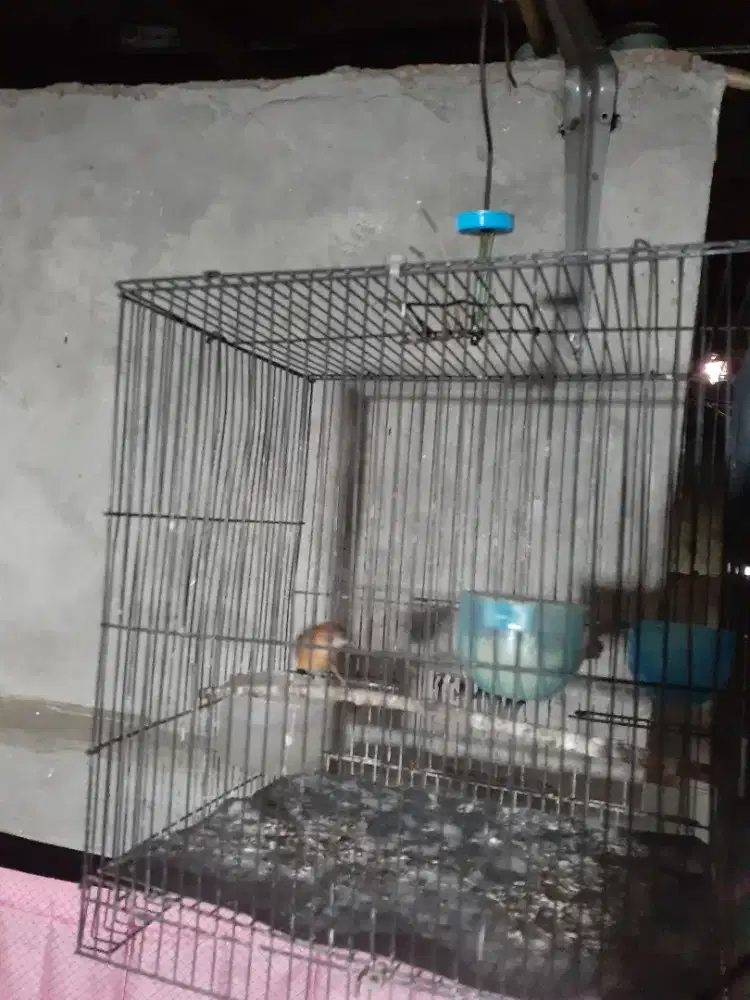 cici padi kepala merah / salome