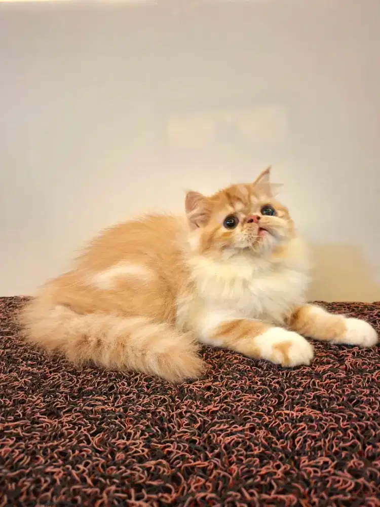 Kucing persia flatnose betina