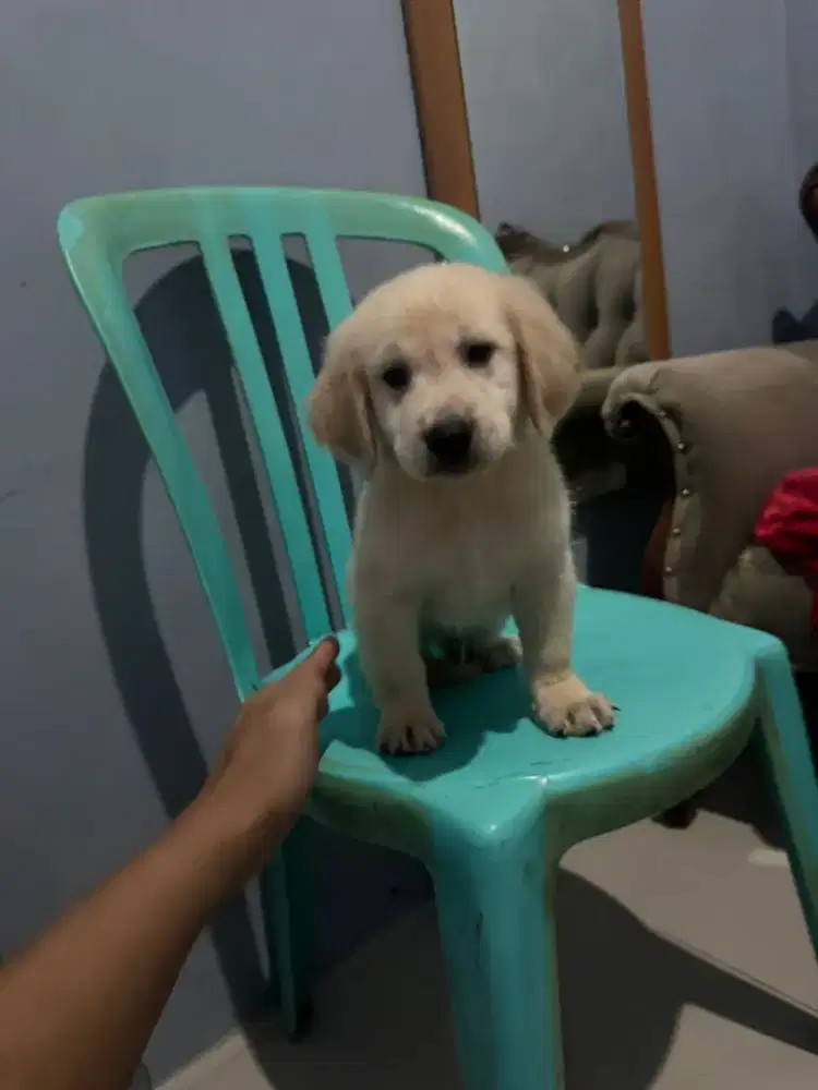 Anak anjing golden retriever jantan stambun vaksin