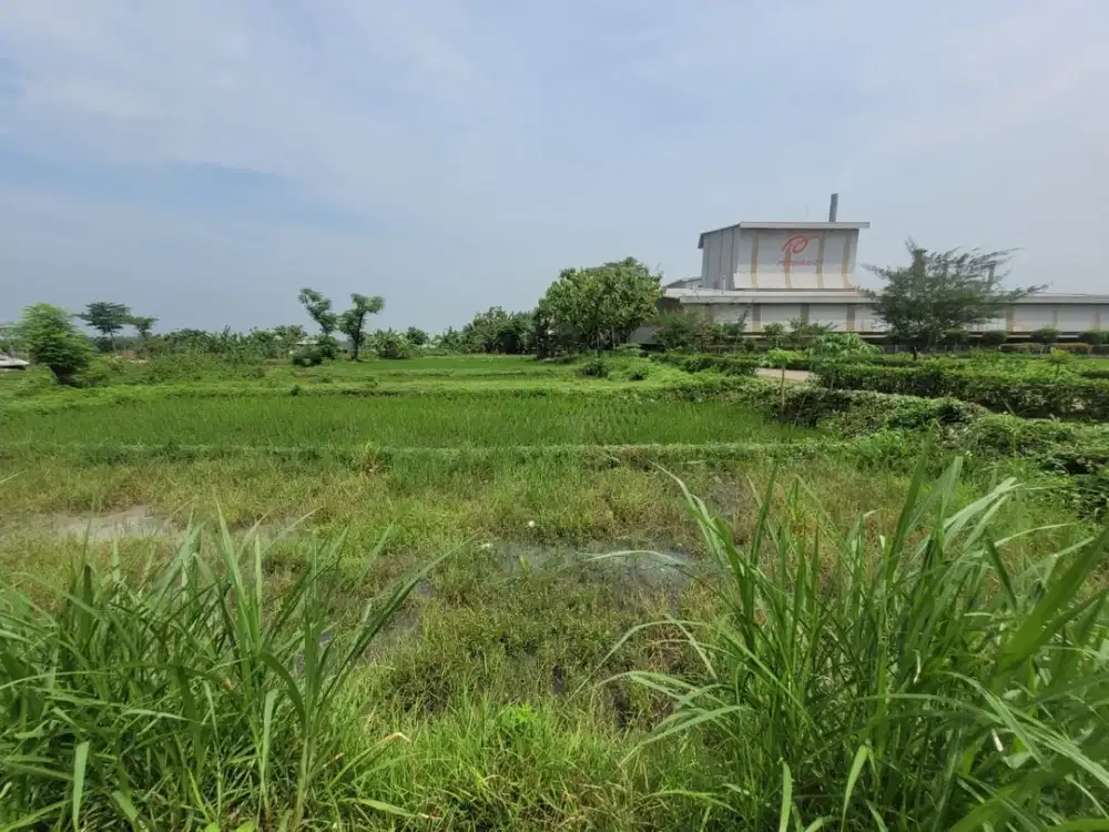 Tanah Strategis dan Murah di Kawasan Kutorejo, Mojokerto dekat dengan Stadion Gelora Gajah Mada