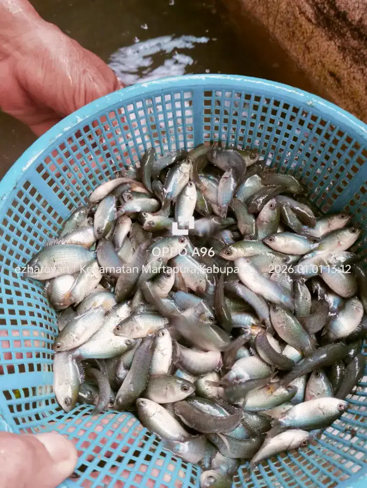 Menjual/mnyediakn bibit ikan lele,gurami,bawal dan pepuyu