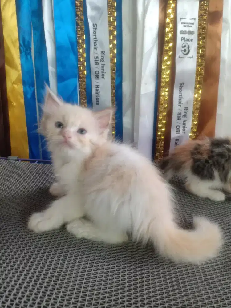 persi jantan blue eyes