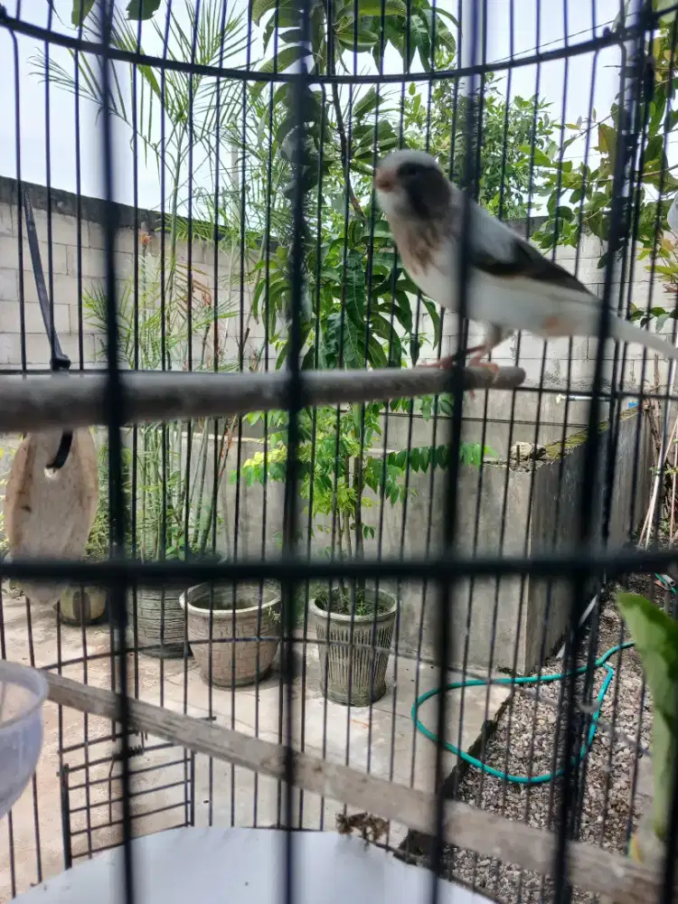 Panda paud istimewa.berternak sendiri