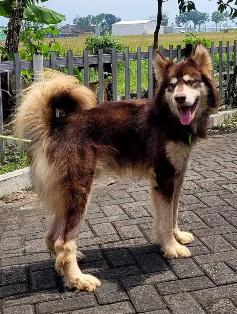 Alaskan Malamute Jantan