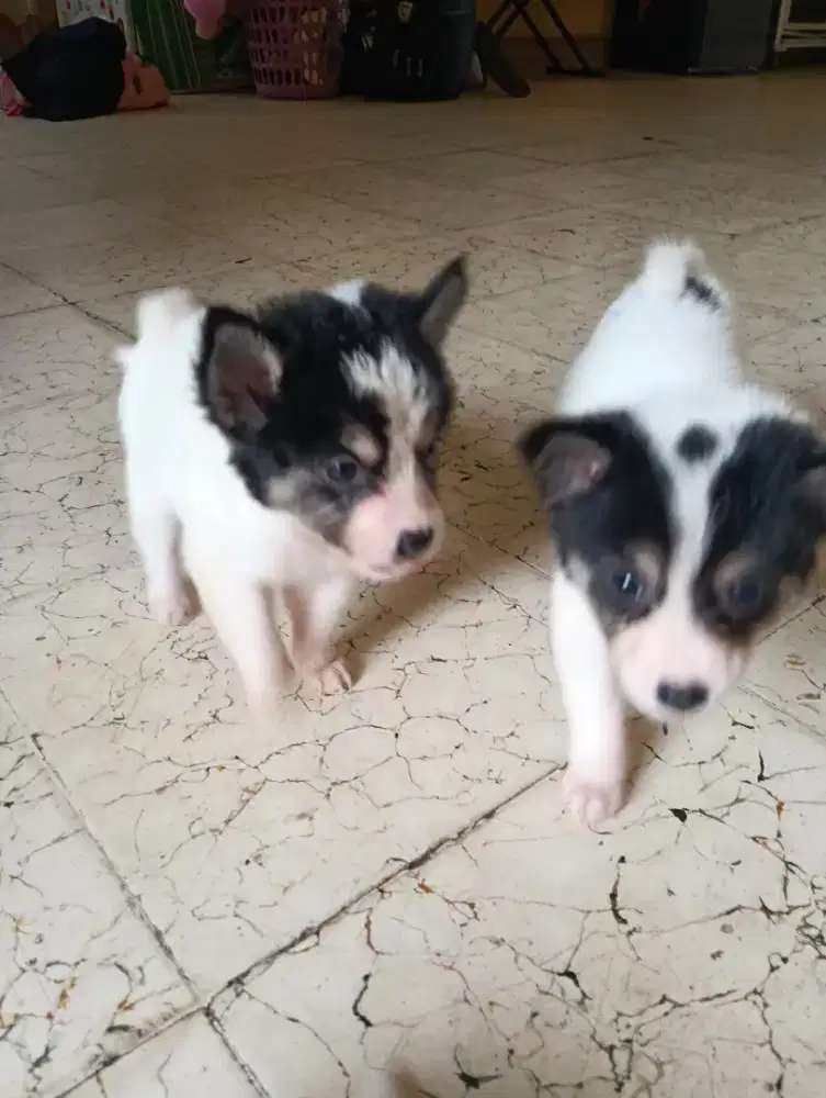 Anak anjing jenis kintamani,sehat dan lincah