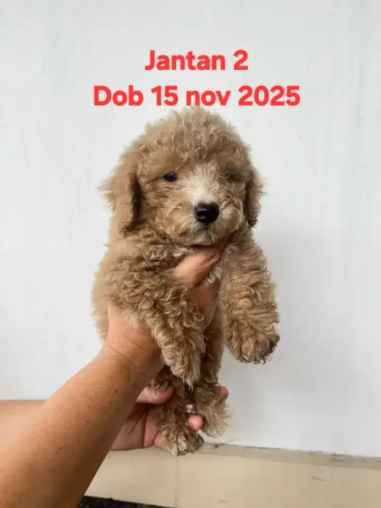 ANAKAN TOY POODLE ASLI, BUKAN CAMPURAN