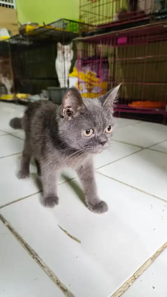 Kucing NS Jantan Indukan dari Munchkin BSH