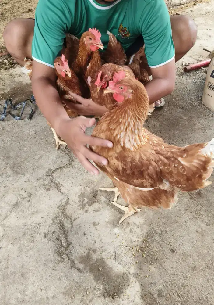 Ayam petelur umur 24 minggu