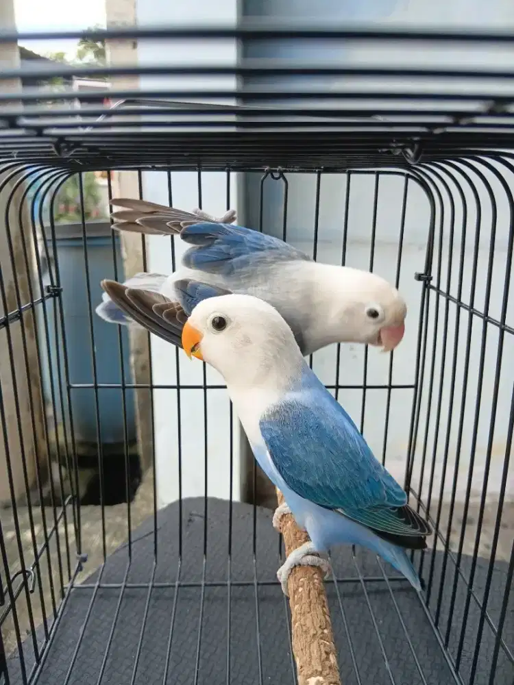 Lovebird Biola Euwing Blue (B) X Biola Blue (J) Sepasang.