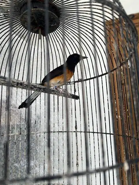 Burung Murai Medan Pastol burja