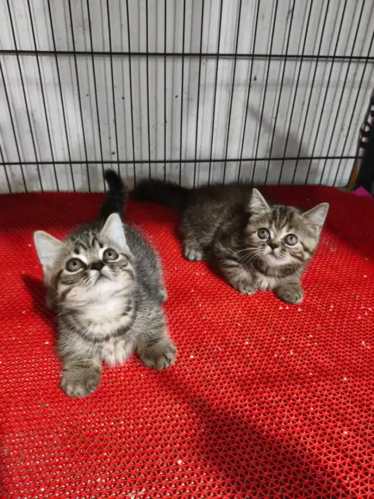 Kucing Munchkin Bulet Shorthair