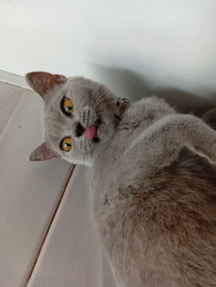 Kucing bsh British Shorthair