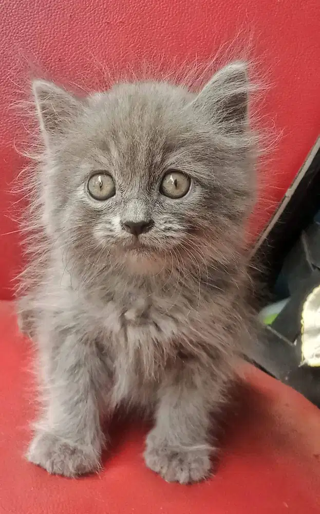 La kitten blue solid dan oren