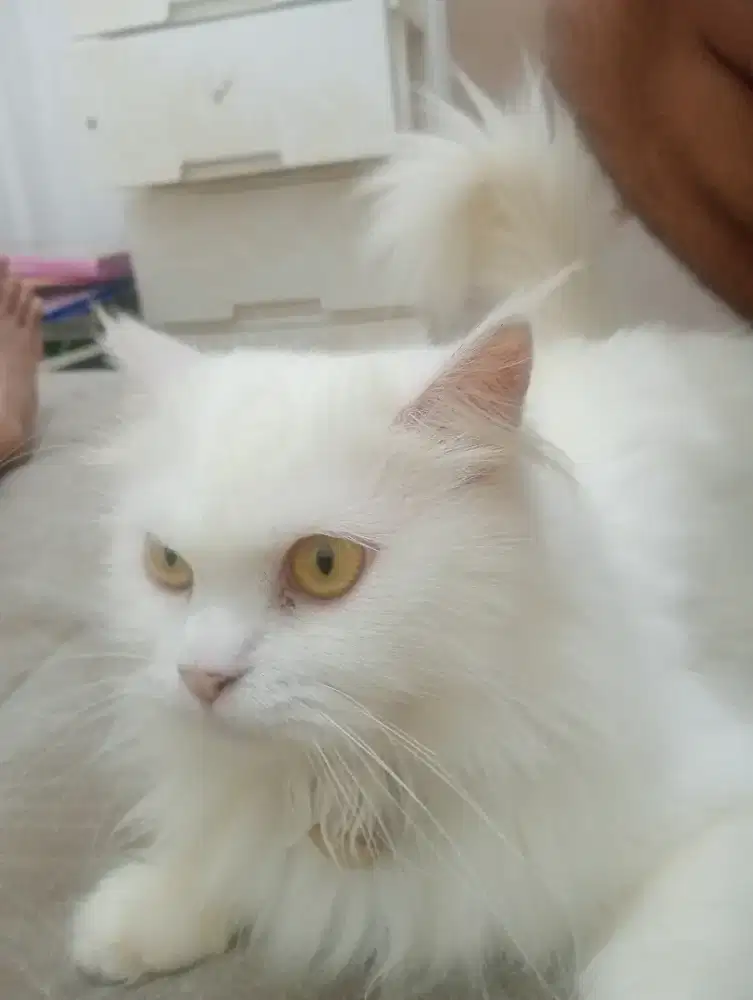 Kucing persmed betina