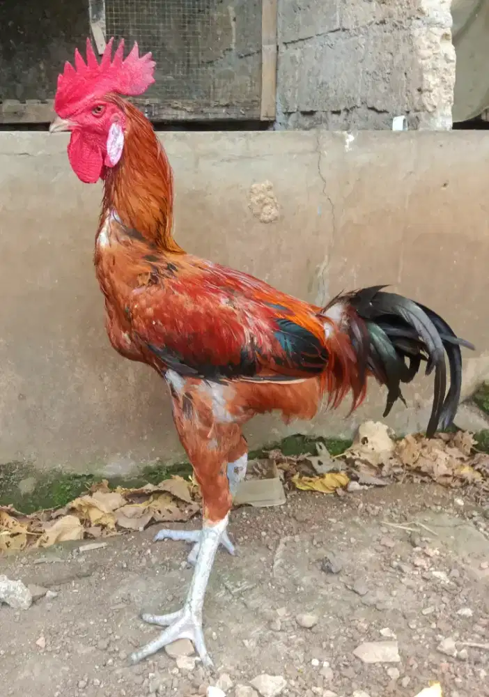 AYAM PELUNG JANTAN