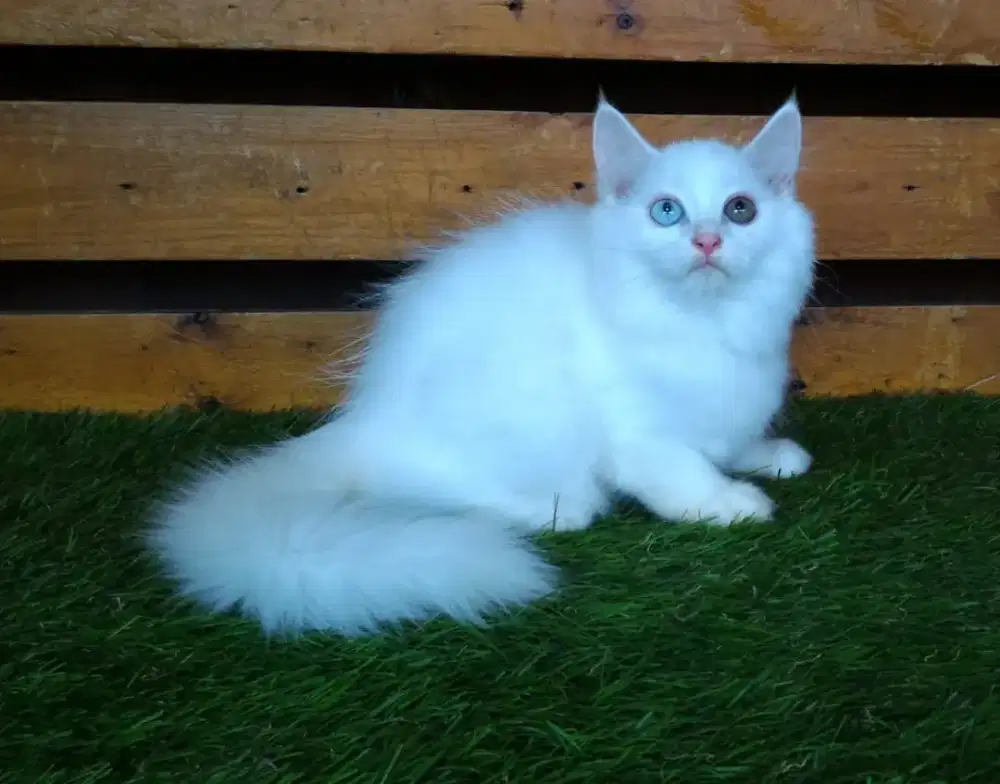 Kucing Limited Edition Odd eyes