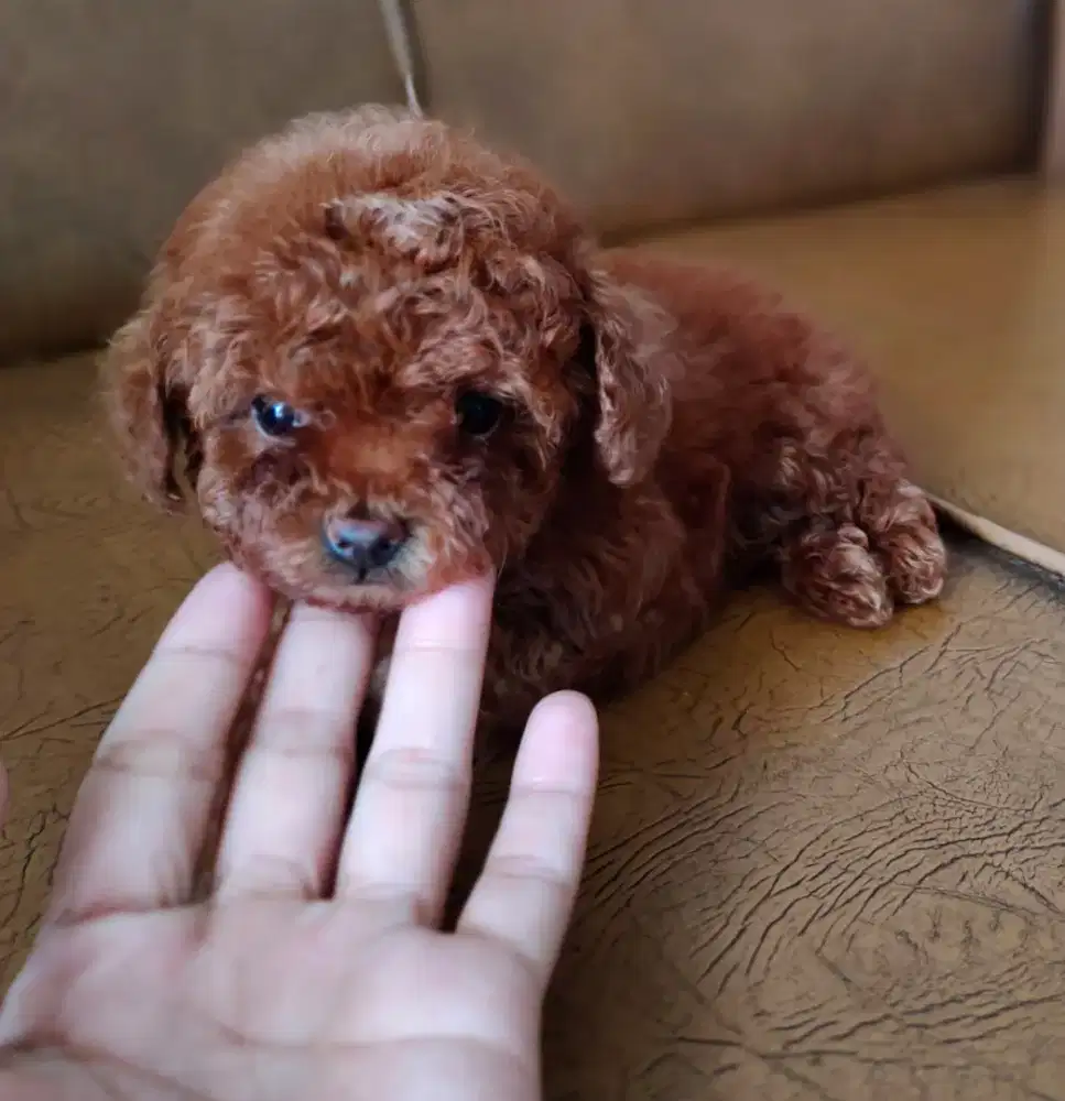 Super Tiny Deep Red Female