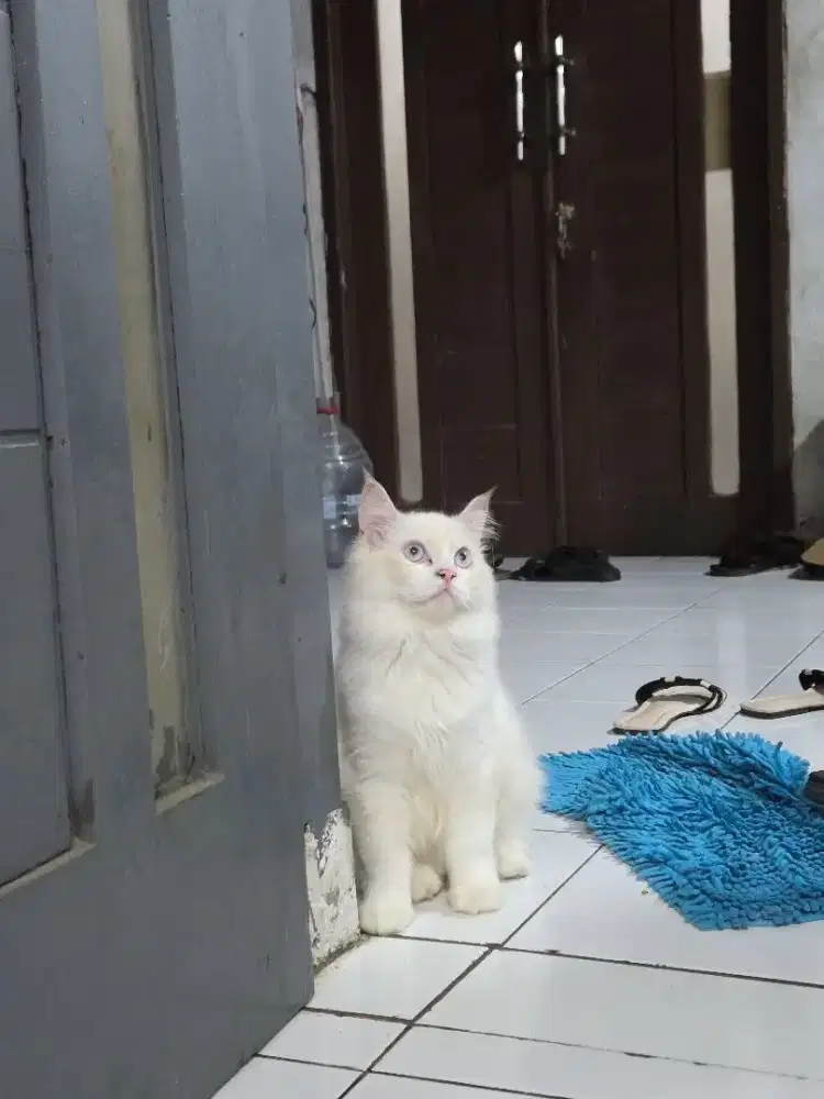 Kucing kitten persia mix ragdoll / anggora / peaknose / himalaya