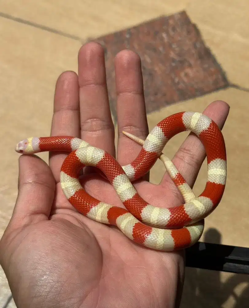 Ular (milk snake nelson's/nelsoni albino)