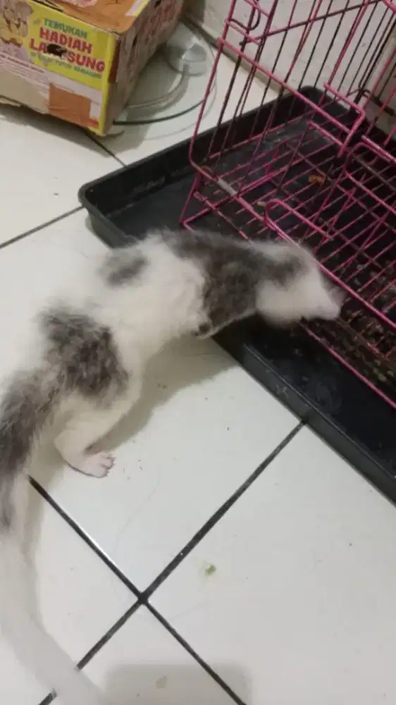 Musang marble jantan 2bln