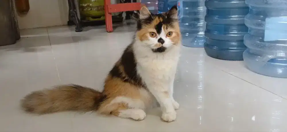 KITTEN BETINA PERSIA