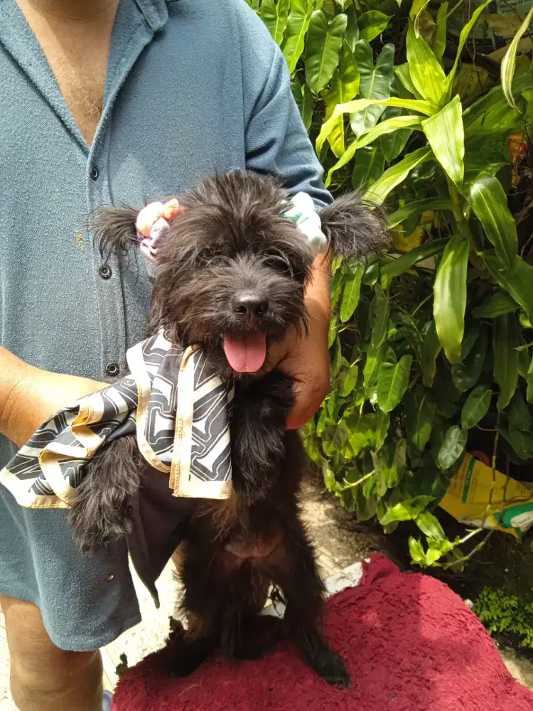 Jual anjing. Labrador mix shibtzhu