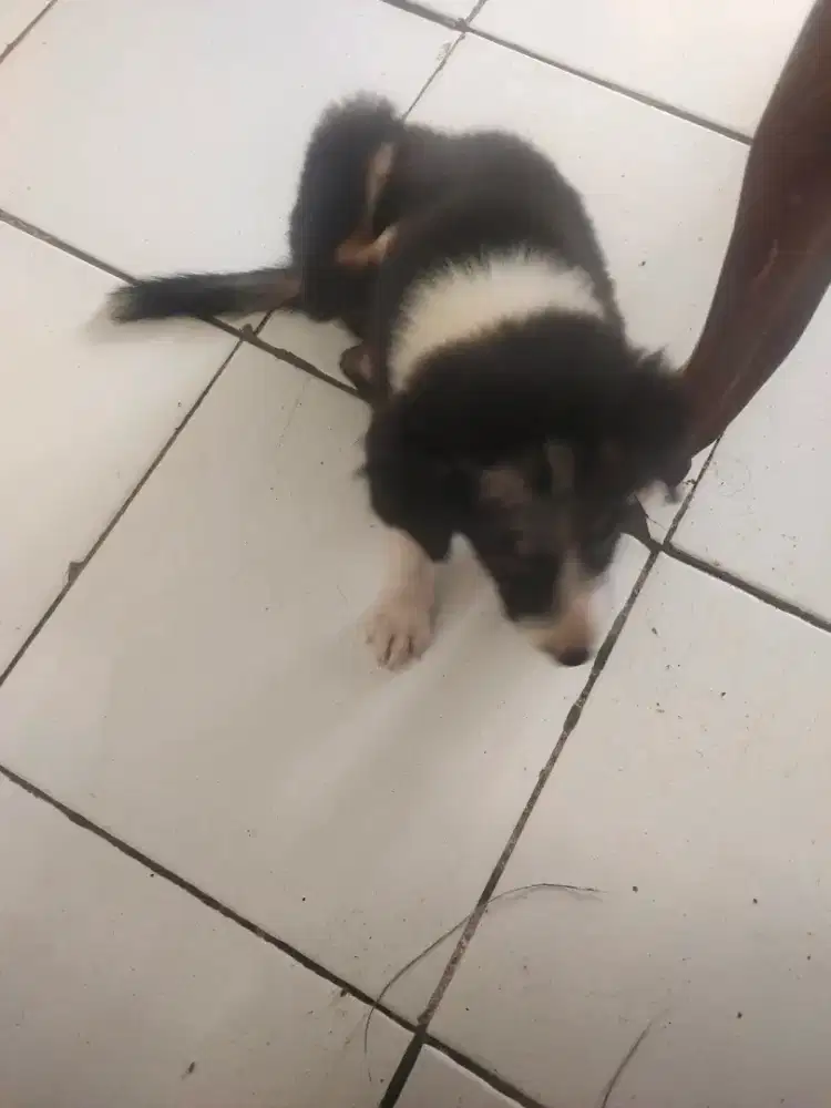 Anak anjing bordercollie