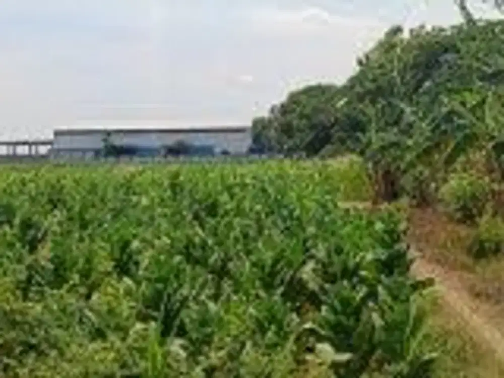 DIJUAL 1 BIDANG TANAH DENGAN TOTAL LUAS 9.265 M2 - PROBOLINGGO